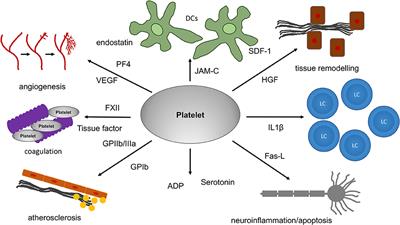 Platelets and Immune Responses During Thromboinflammation